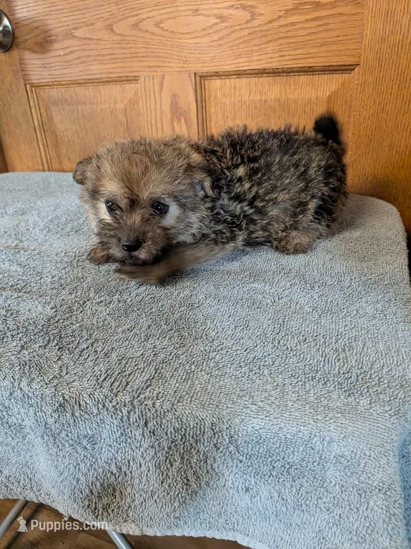 Jojo – Pomeranian puppy for sale in Waltham, MN