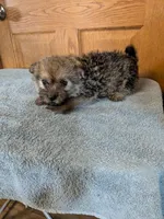 Jojo, a male Pomeranian for sale in Waltham, MN – 1 of 1