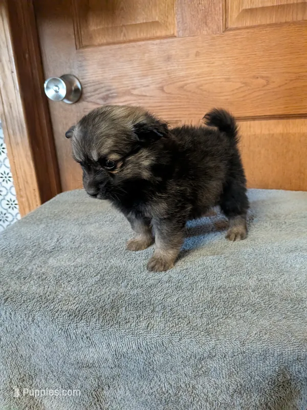 Dan – Pomeranian puppy for sale in Waltham, MN