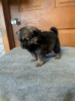 Dan, a male Pomeranian for sale in Waltham, MN – 1 of 1