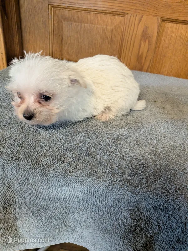 Snow flake  – Pomeranian puppy for sale in Waltham, MN