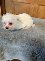 Snow flake , a female Pomeranian for sale in Waltham, MN – 1 of 1