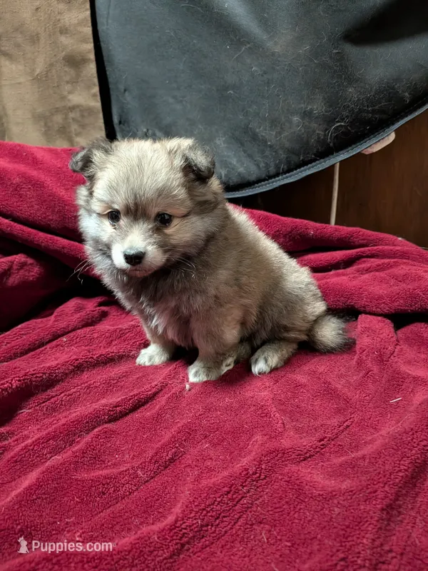 Donny, a male American Eskimo and Pomeranian for sale in Waltham, MN – 1 of 1