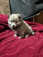 Donny, a male American Eskimo and Pomeranian for sale in Waltham, MN – 1 of 1