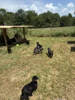 Light blue, a male Cane Corso for sale in Bradford, AR – 6 of 8