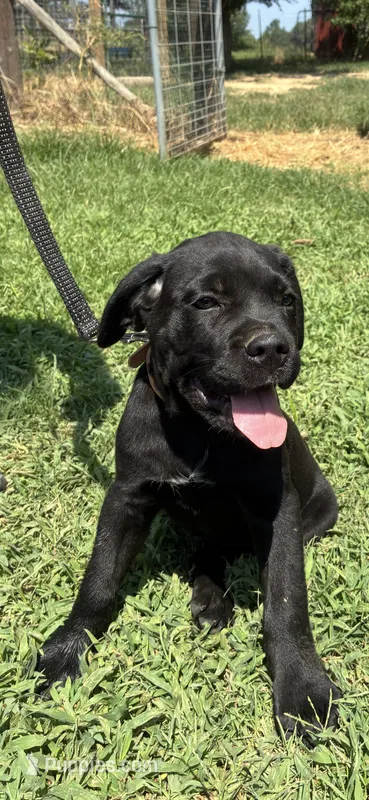 Tan Band  – Cane Corso puppy for sale in Bradford, AR