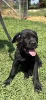 Tan Band , a female Cane Corso for sale in Bradford, AR – 1 of 7