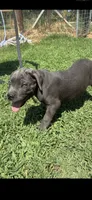 Green Band , a male Cane Corso for sale in Bradford, AR – 2 of 8