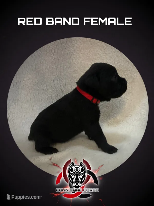 Red Band – Cane Corso puppy for sale in Bradford, AR