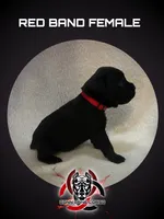 Red Band, a female Cane Corso for sale in Bradford, AR – 1 of 5