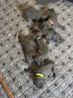 Blue Band, a male Cane Corso for sale in Bradford, AR – 3 of 5