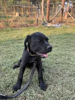 Tan Band , a female Cane Corso for sale in Bradford, AR – 4 of 10
