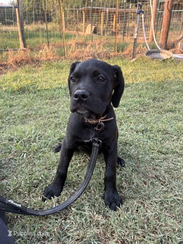 Tan Band  – Cane Corso puppy for sale in Bradford, AR