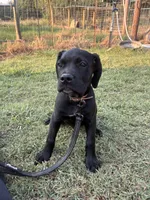 Tan Band , a female Cane Corso for sale in Bradford, AR – 1 of 10