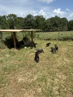 Light blue, a male Cane Corso for sale in Bradford, AR – 5 of 8