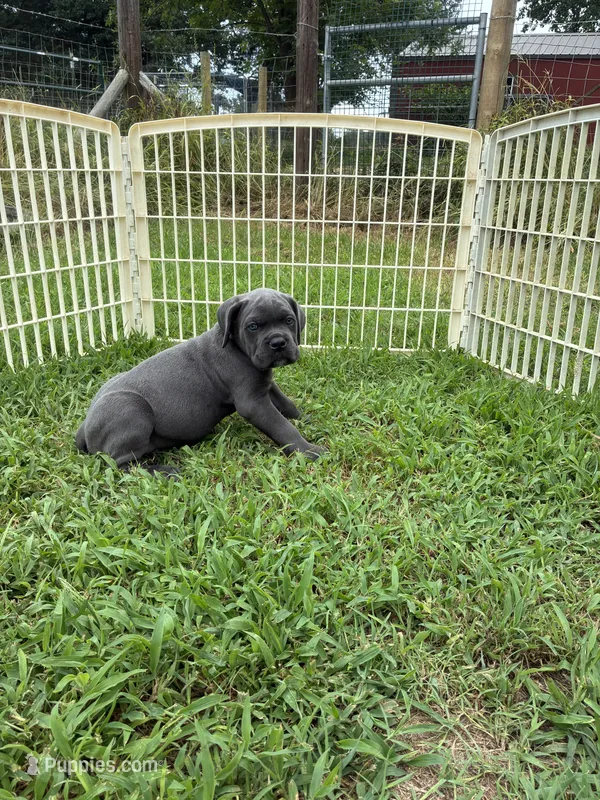 Espresso Band – Cane Corso puppy for sale in Bradford, AR