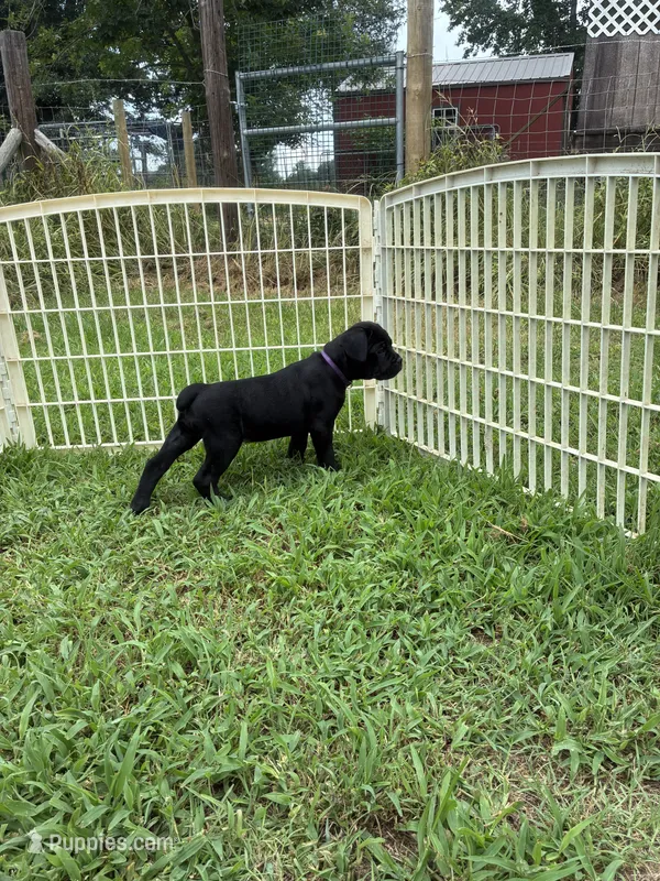 Purple Band  – Cane Corso puppy for sale in Bradford, AR