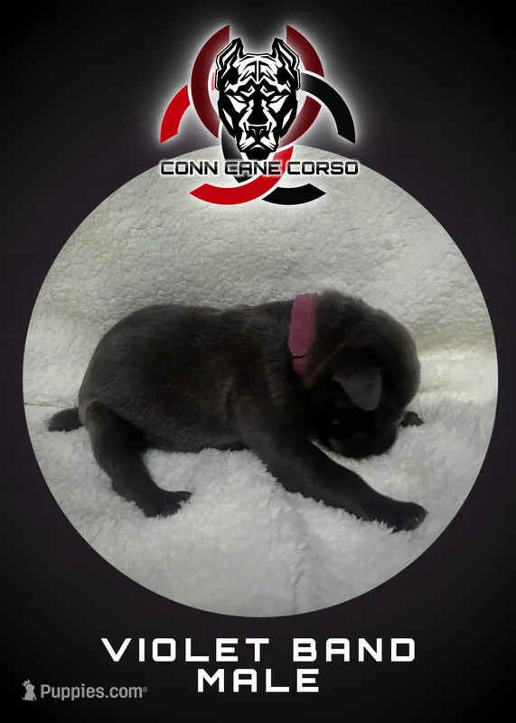 Violet band – Cane Corso puppy for sale in Bradford, AR