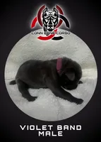 Violet band, a male Cane Corso for sale in Bradford, AR – 1 of 3