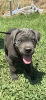 Light blue, a male Cane Corso for sale in Bradford, AR – 1 of 8
