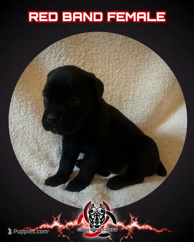 Red Band – Cane Corso puppy for sale in Bradford, AR