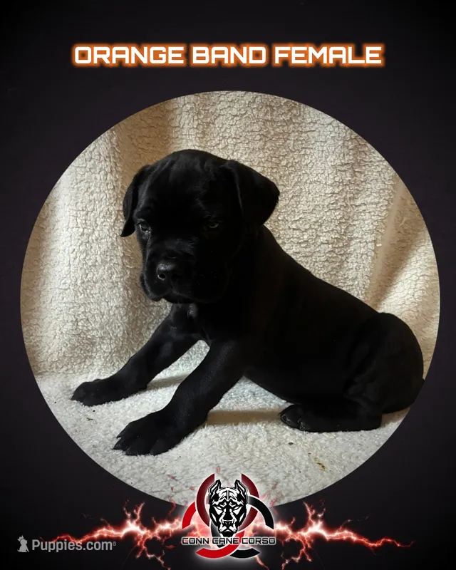 Orange Band – Cane Corso puppy for sale in Bradford, AR