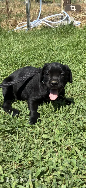Blue band  – Cane Corso puppy for sale in Bradford, AR