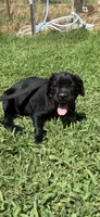 Blue band , a female Cane Corso for sale in Bradford, AR – 1 of 8