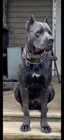 Violet band, a male Cane Corso for sale in Bradford, AR – 3 of 3
