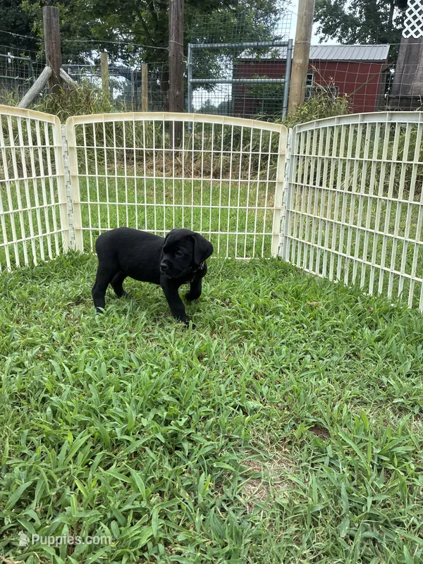 Tan Band  – Cane Corso puppy for sale in Bradford, AR