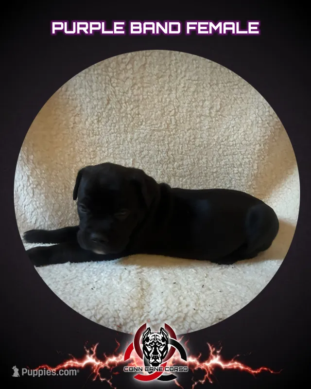 Purple Band  – Cane Corso puppy for sale in Bradford, AR