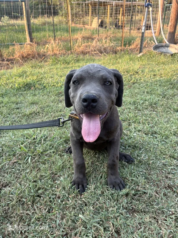 Yellow band – Cane Corso puppy for sale in Bradford, AR