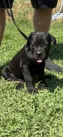 Orange Band, a female Cane Corso for sale in Bradford, AR – 3 of 9
