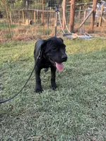 Black Band , a female Cane Corso for sale in Bradford, AR – 3 of 9