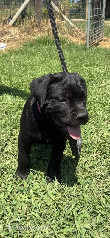 Pink Band  – Cane Corso puppy for sale in Bradford, AR