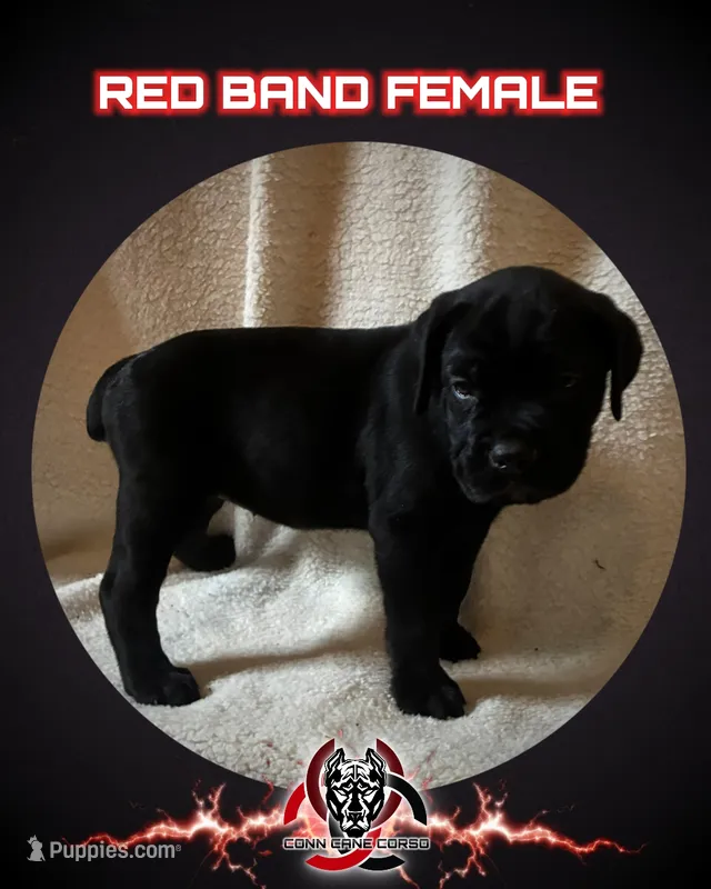 Red Band – Cane Corso puppy for sale in Bradford, AR