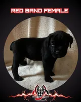 Red Band, a female Cane Corso for sale in Bradford, AR – 4 of 7