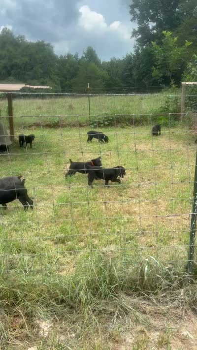 Yellow band, a female Cane Corso for sale in Bradford, AR – 7 of 7