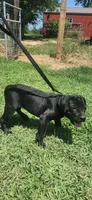 Black Band , a female Cane Corso for sale in Bradford, AR – 2 of 8