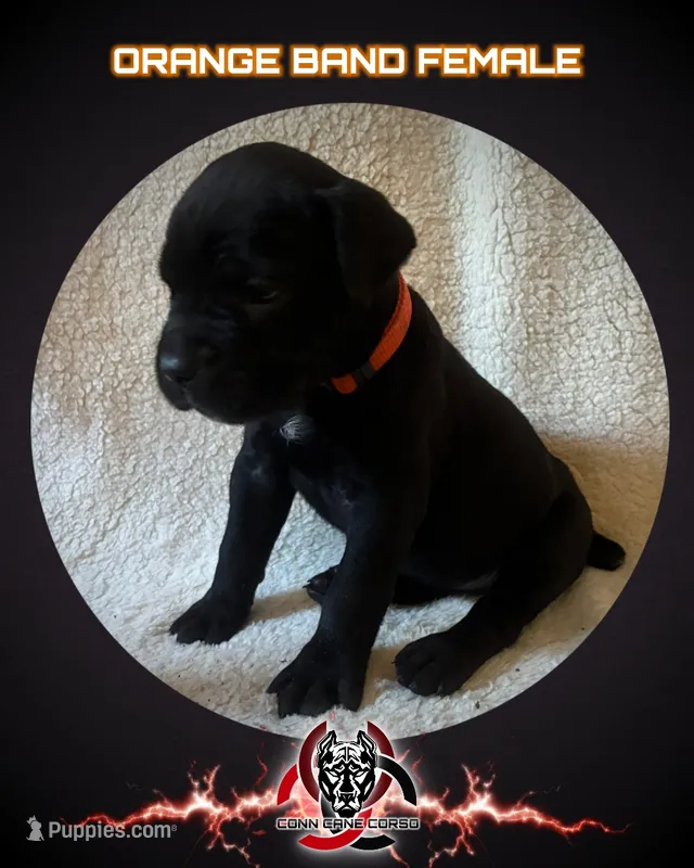 Orange Band – Cane Corso puppy for sale in Bradford, AR