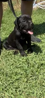 Orange Band, a female Cane Corso for sale in Bradford, AR – 2 of 9