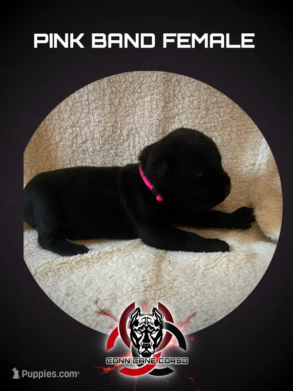 Hot Pink Band  – Cane Corso puppy for sale in Bradford, AR