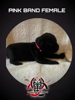 Hot Pink Band , a female Cane Corso for sale in Bradford, AR – 1 of 5