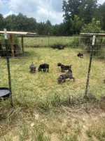 Purple, a female Cane Corso for sale in Bradford, AR – 6 of 6