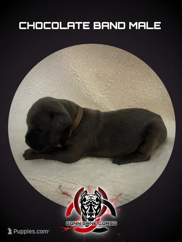 Chocolate band – Cane Corso puppy for sale in Bradford, AR