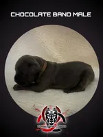 Chocolate band, a male Cane Corso for sale in Bradford, AR – 1 of 5