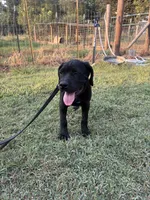 Black Band , a female Cane Corso for sale in Bradford, AR – 2 of 9