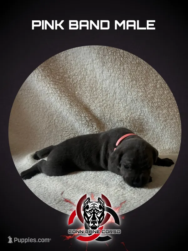 Pink Band  – Cane Corso puppy for sale in Bradford, AR