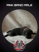 Pink Band , a male Cane Corso for sale in Bradford, AR – 1 of 5