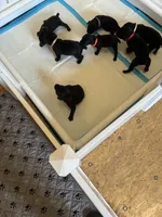 Tan Band , a female Cane Corso for sale in Bradford, AR – 3 of 5